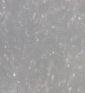 BHK-21倉鼠腎成纖維細(xì)胞主圖