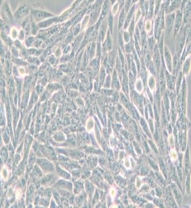 Lec1/Pro-5WgaRI3C倉鼠卵巢細(xì)胞主圖