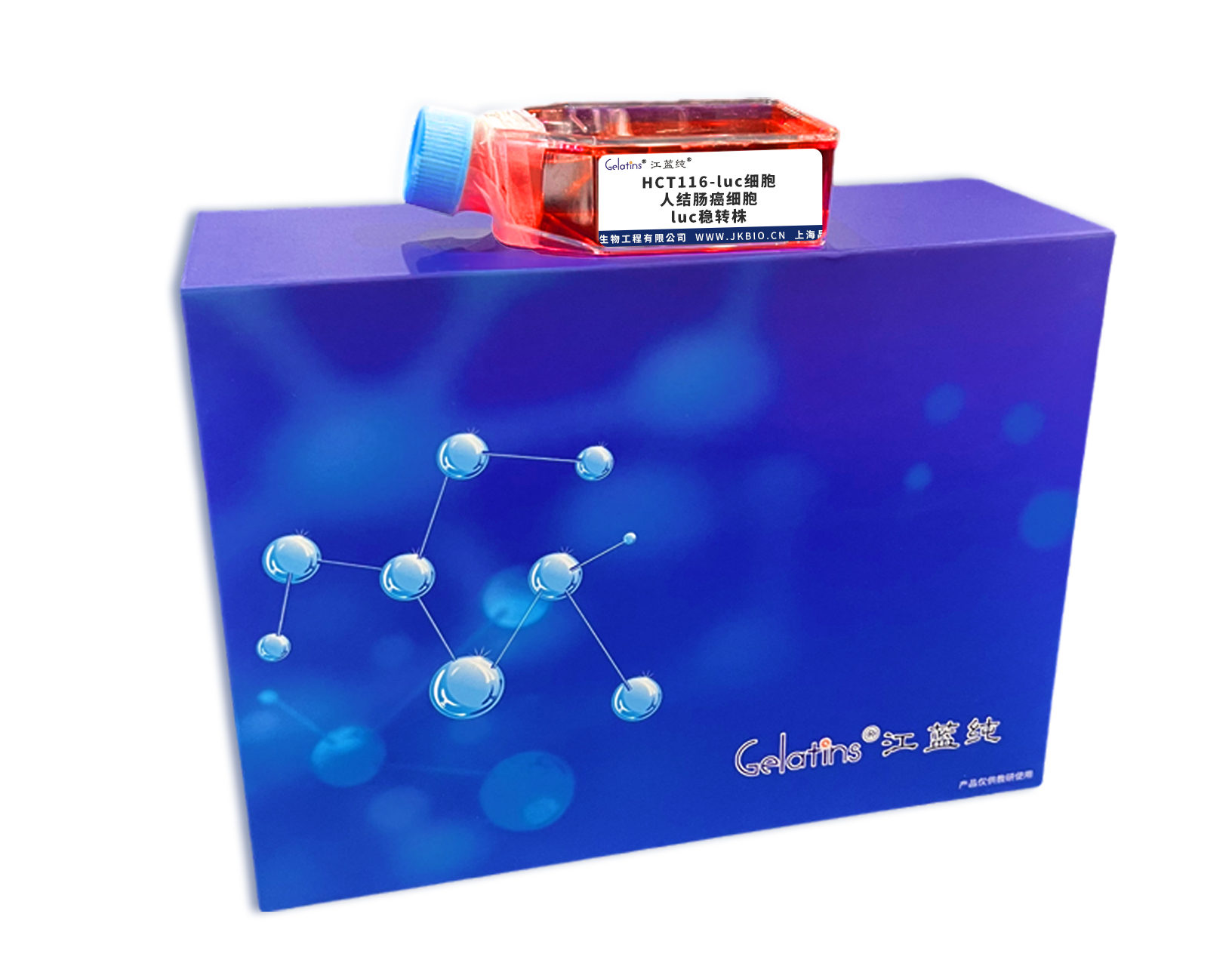 HCT116-luc細胞 ; 人結腸癌細胞luc穩轉株主圖