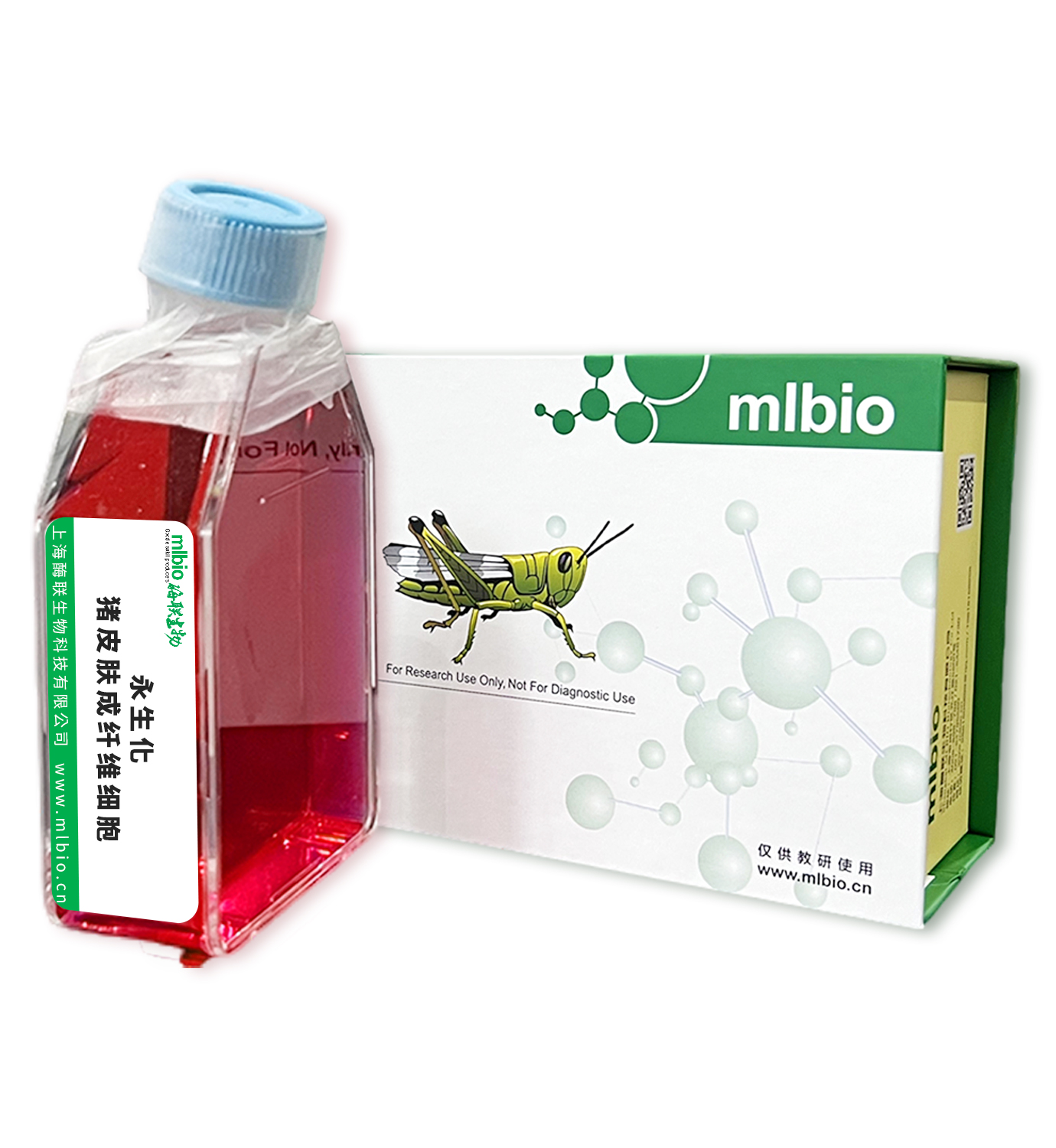 永生化豬皮膚成纖維細胞主圖