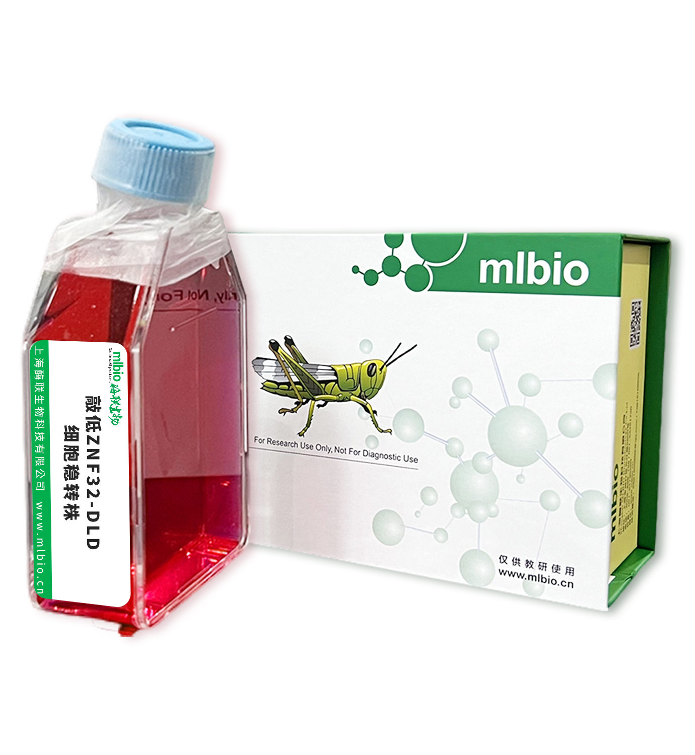 敲低ZNF32-DLD細(xì)胞穩(wěn)轉(zhuǎn)株主圖