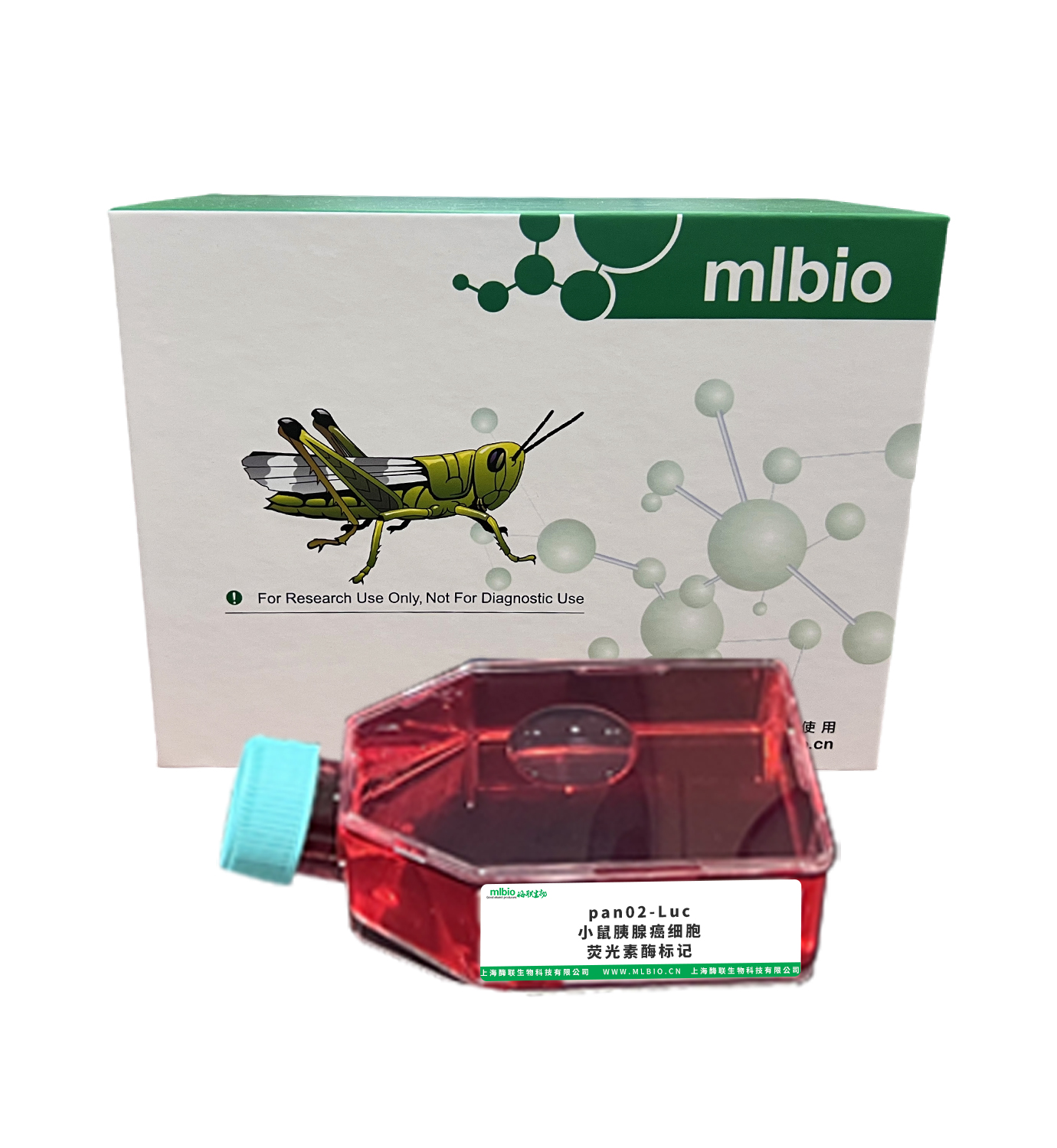 pan02-Luc/小鼠胰腺癌細胞-熒光素酶標記主圖