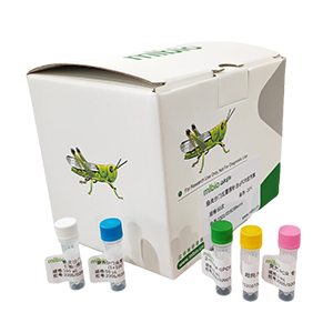 牛腺病毒通用探針?lè)╭PCR試劑盒(不含內(nèi)參)主圖