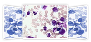 各種組織學(xué)試劑,包括固定液和染色液